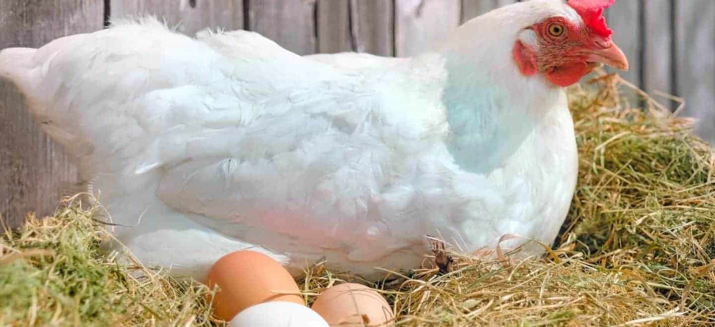Nuestras gallinas reciben una alimentación especialmente diseñada a sus necesidades nutricionales