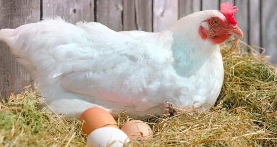 Nuestras gallinas reciben una alimentación especialmente diseñada a sus necesidades nutricionales