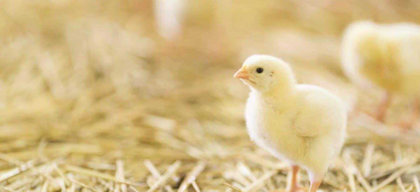 Factores que favorecen el crecimiento de nuestros pollos