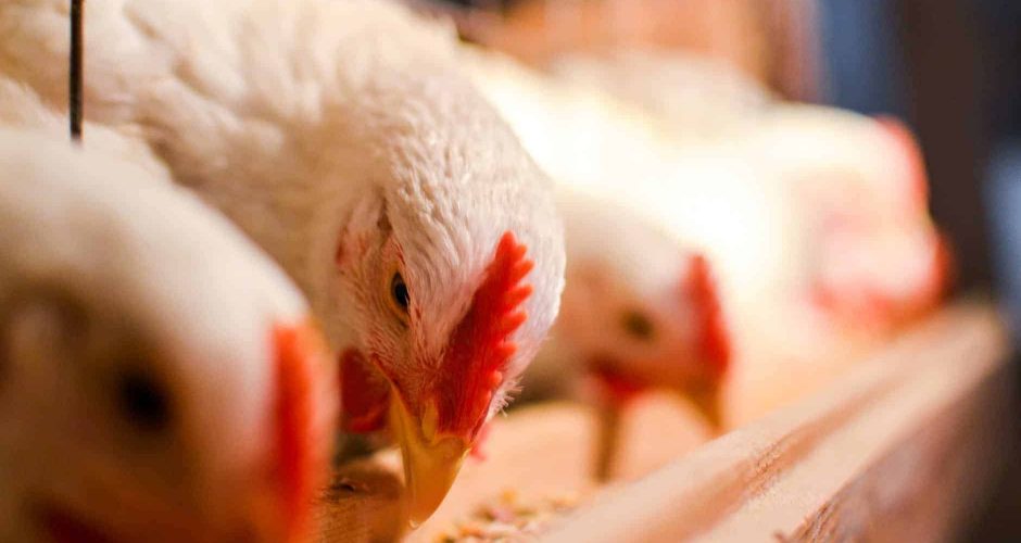 Nuestros pollos están bajo cuidados veterinarios, nutriológicos y de manejo de las aves, para garantizar su sanidad.