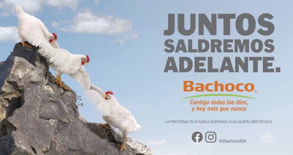 BACHOCO JUNTOS SALDREMOS ADELANTE
